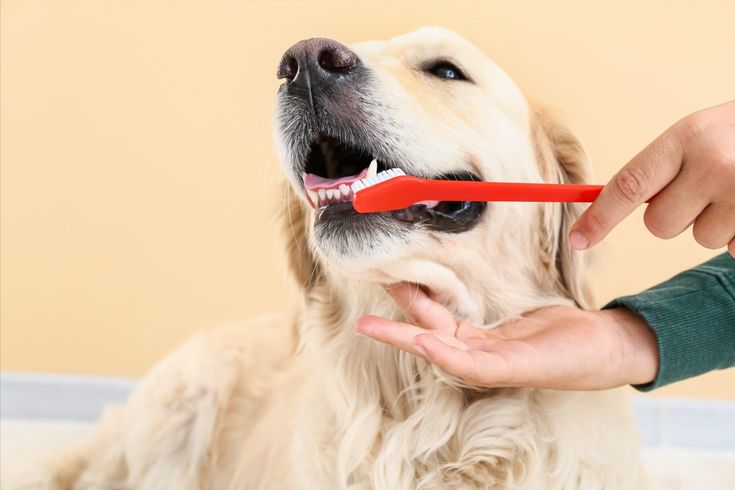 Dog Teeth Cleaning