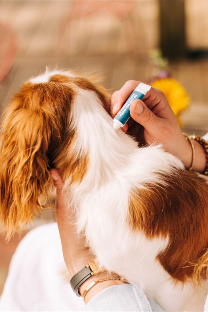 Dog Flea & Tick Treatment